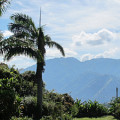 Link toA coffee pilgrimage to Jamaica's Blue Mountain