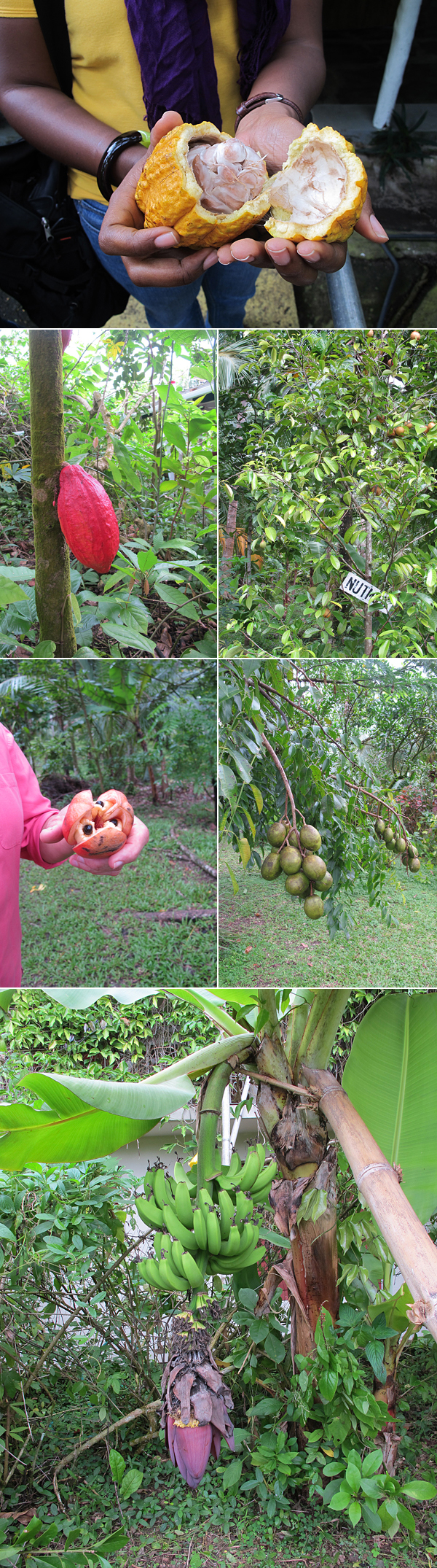 spice plantation jamaica