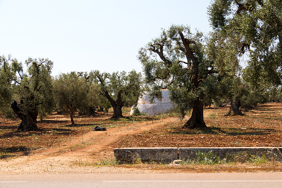 puglia italy olive oil © Will Travel for Food