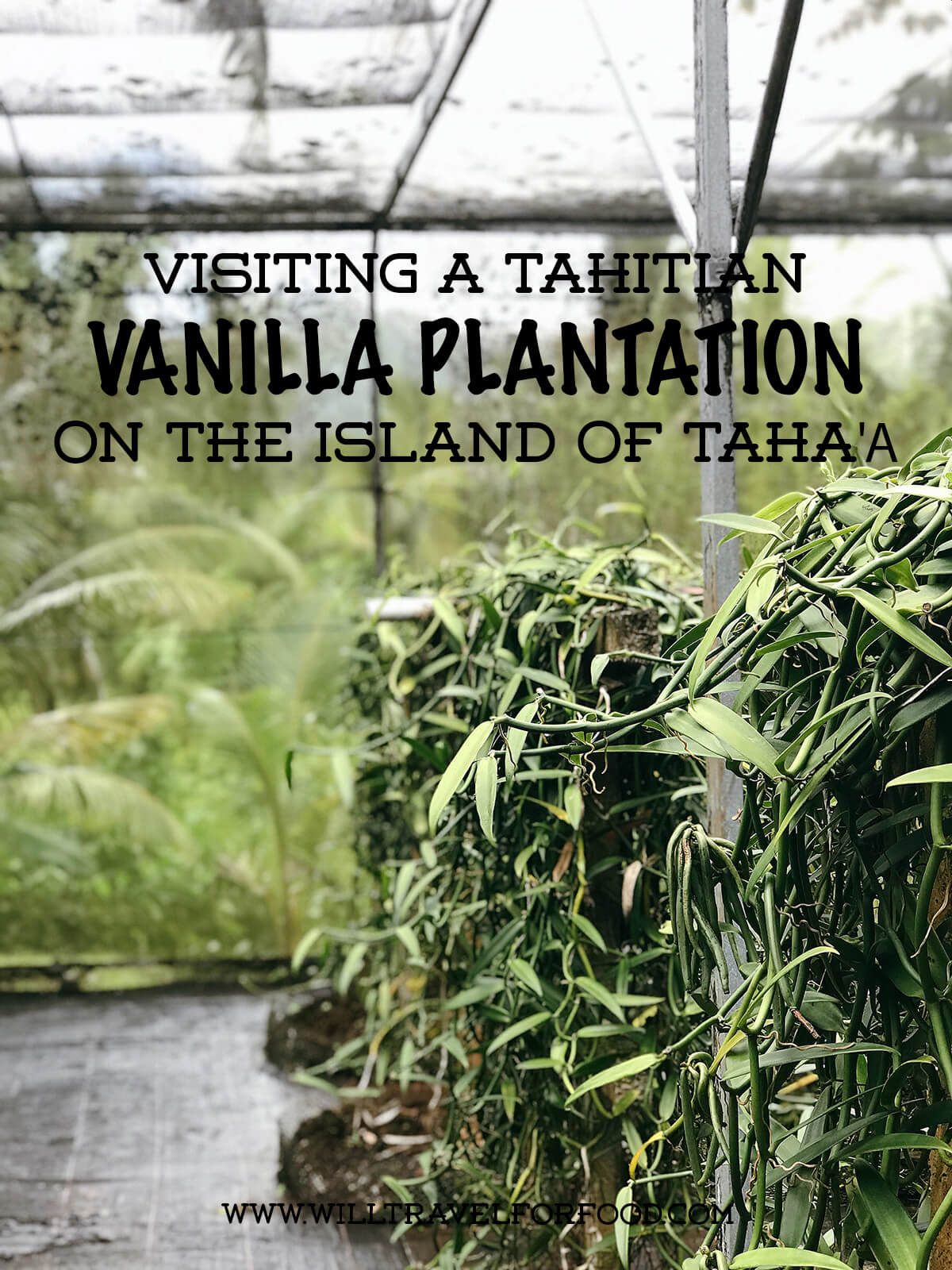 french-polynesia-tahiti-vanilla-plantation © Will Travel for Food