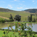 Link toSouth Africa's wine country: Constantia, Stellenbosch and Franschhoek