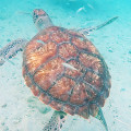 Link toSwimming with turtles in Curaçao