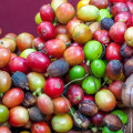 Link toSustainable coffee roasting in Montreal