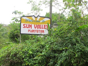 Sun Valley fruit and spice plantation, Jamaica