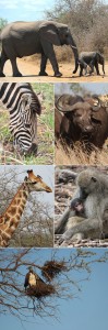 south africa safari kruger national park © Will Travel for Food
