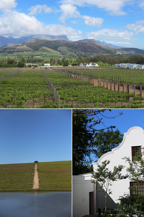 south africa wine region stellenbosch © Will Travel for Food