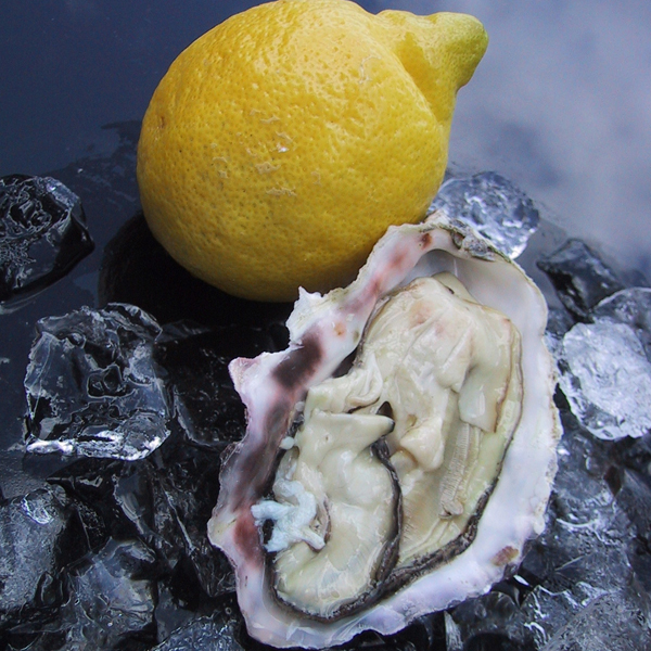 maestro svp oyster bar montreal Photo © Bryan Stone 