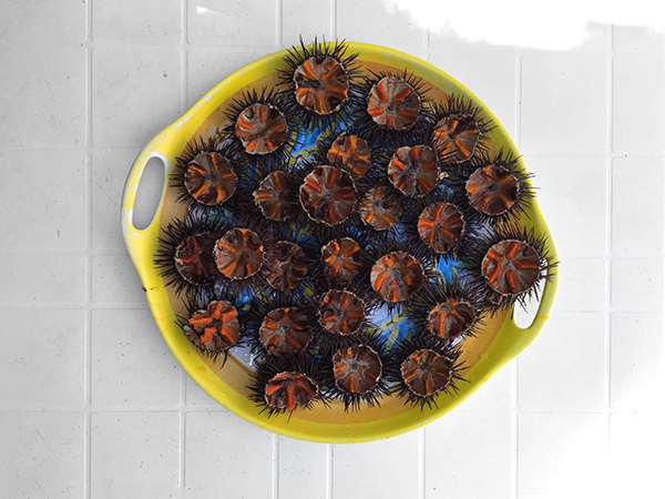 best sea urchin porto badisco puglia © Will Travel for Food