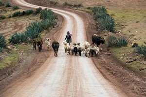what to do peru sacred valley © Will Travel for Food