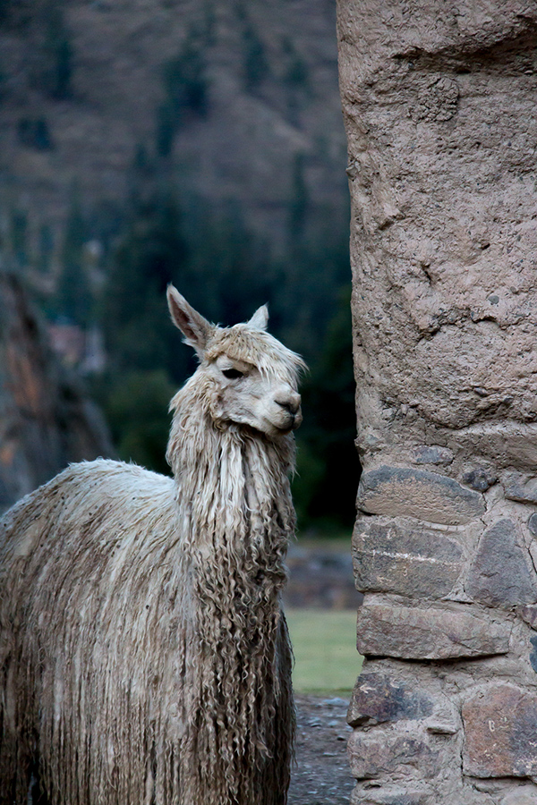 peru what to know before you go © Will Travel for Food