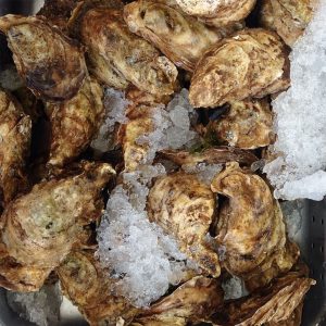 jean-talon-market-best-oysters © Will Travel for Food