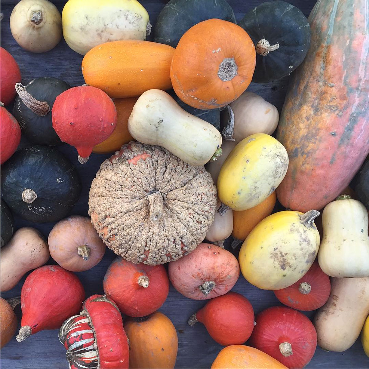 pumpkin-jean-talon-market-montreal © Will Travel for Food