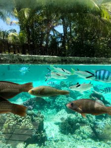 french-polynesia-snorkeling © Will Travel for Food