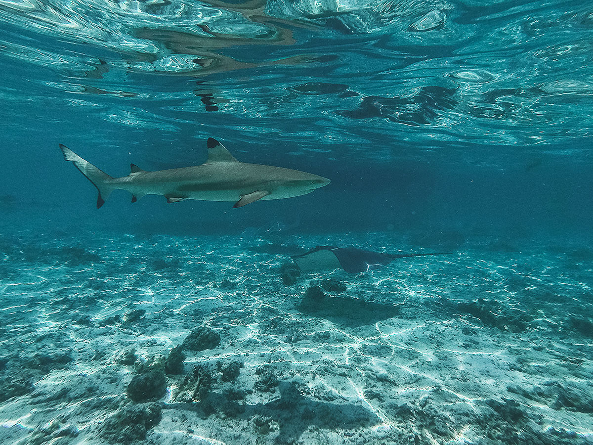 french-polynesia-swim-sharks © Will Travel for Food