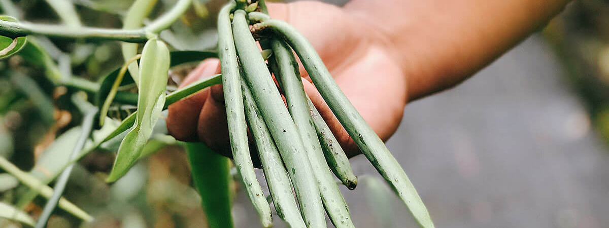 tahiti-tahaa-vanilla-island © Will Travel for Food