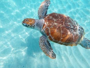 curacao-swimming-with-turtles © Will Travel for Food