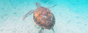 swimming-turtles-playa-piskado-curacao © Will Travel for Food