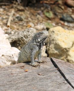 what-to-do-curacao-iguana © Will Travel for Food