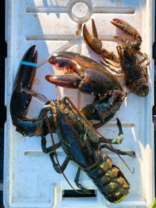 lobster fishing Îles de la Madeleine Quebec © Will Travel for Food